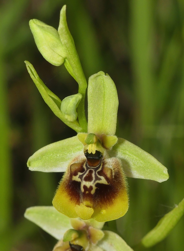 Ophrys lacaitae tra introgressioni e forme ibride  Molise 2023.